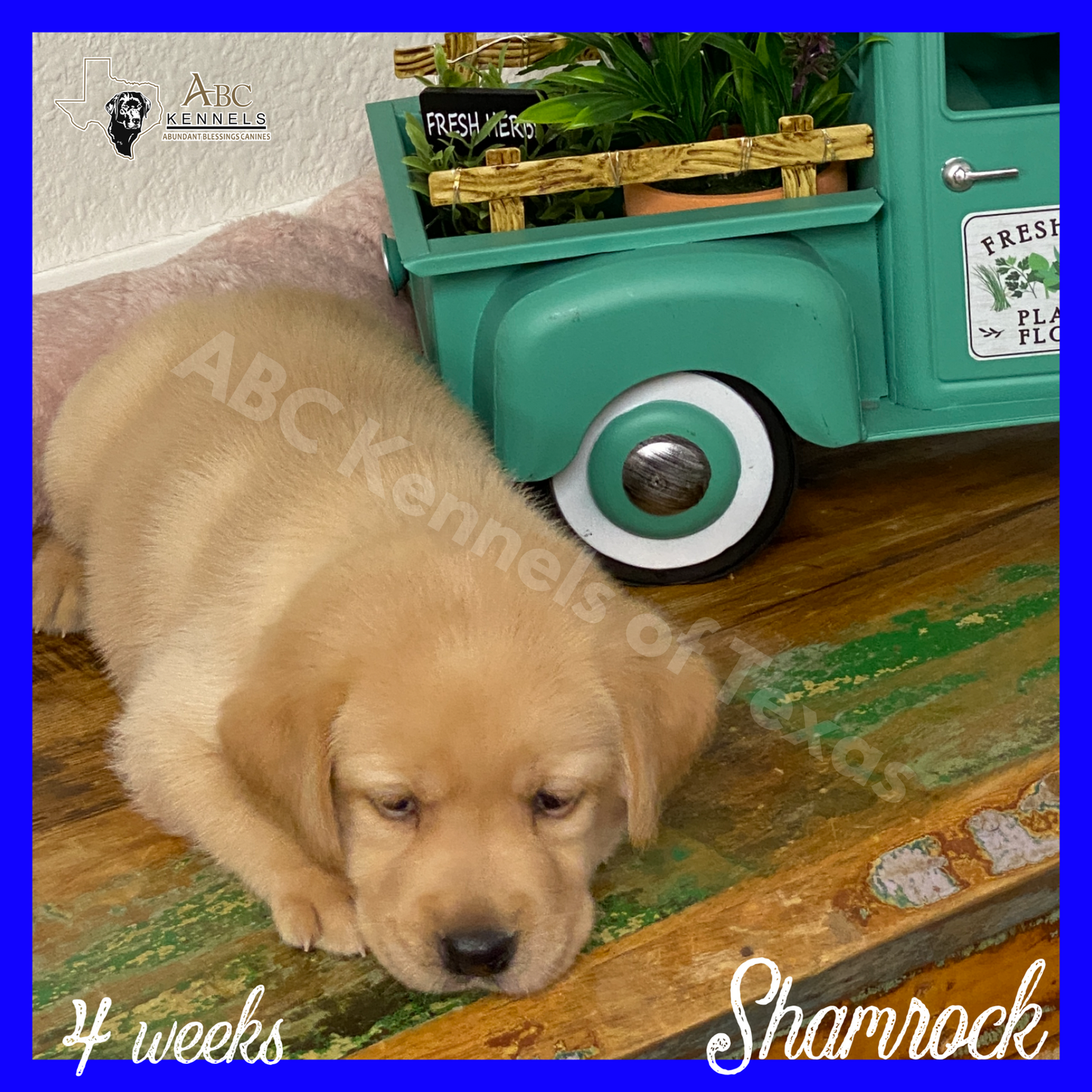 Shamrock