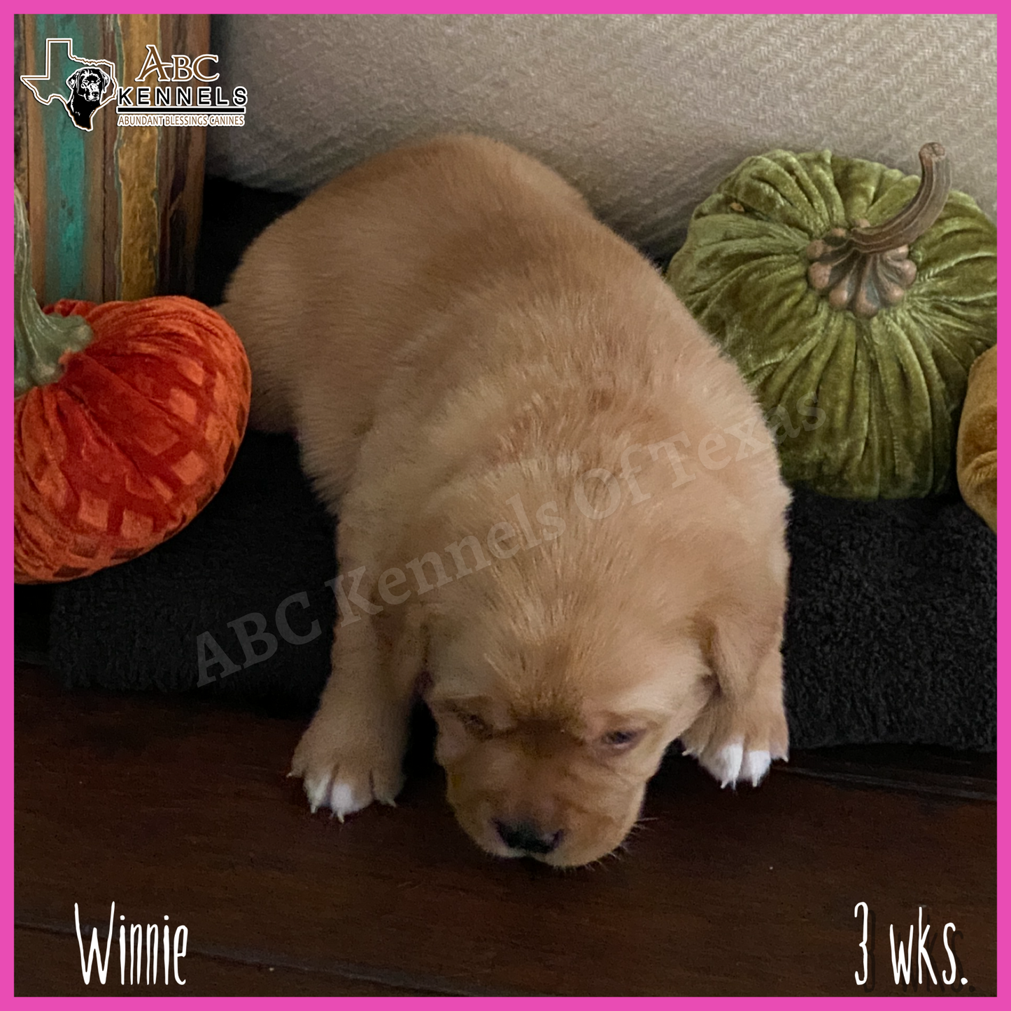 Fox Red Labrador retriever puppy Winnie at 3 weeks old