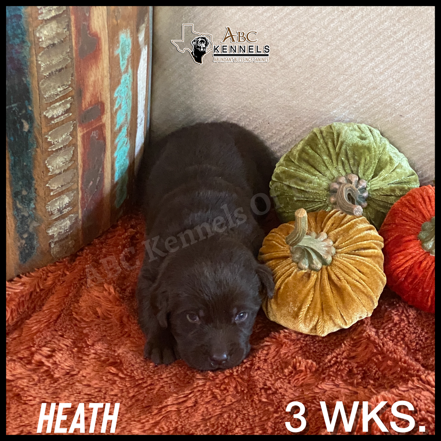 Chocolate Labrador Heath at 3 weeks old