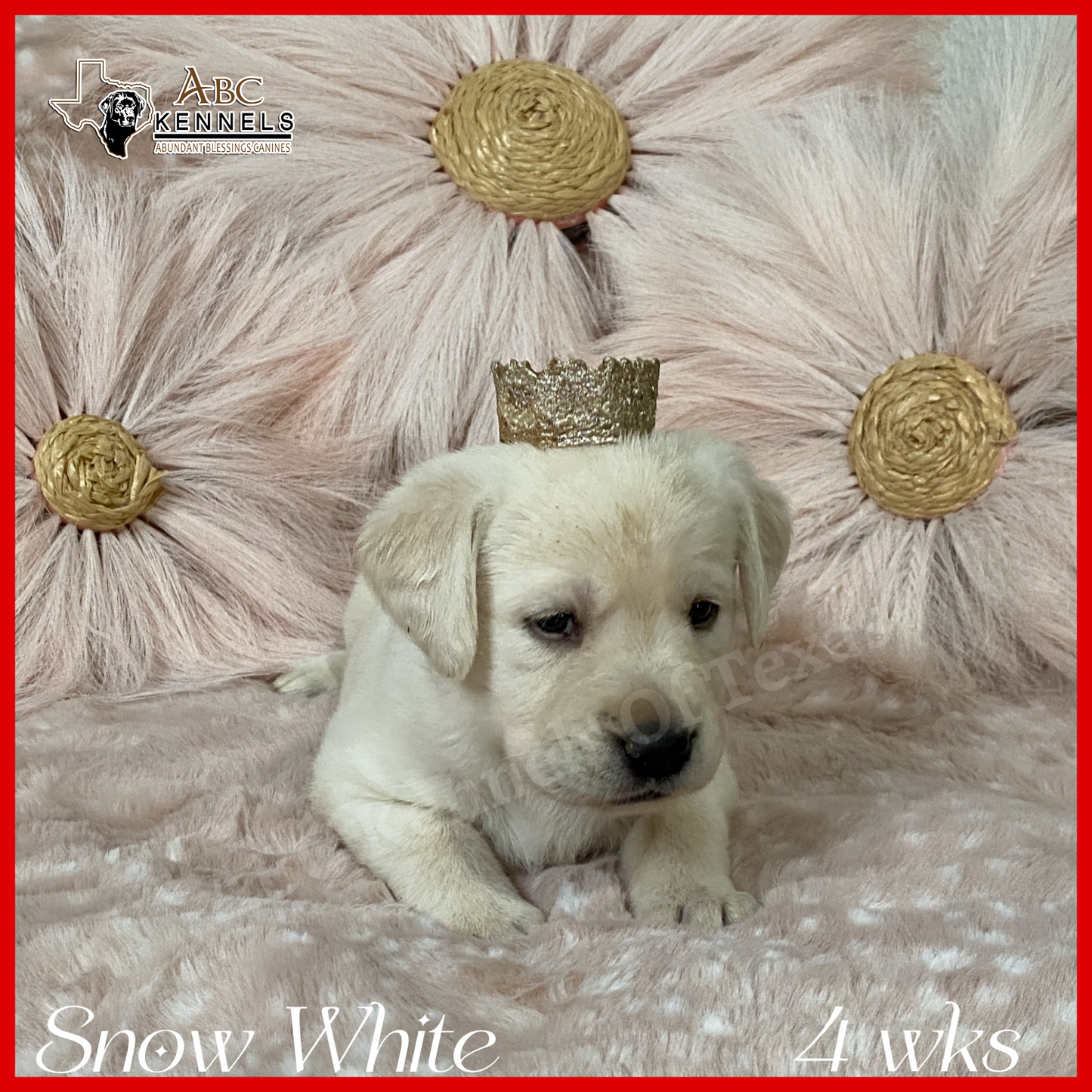 Snow White