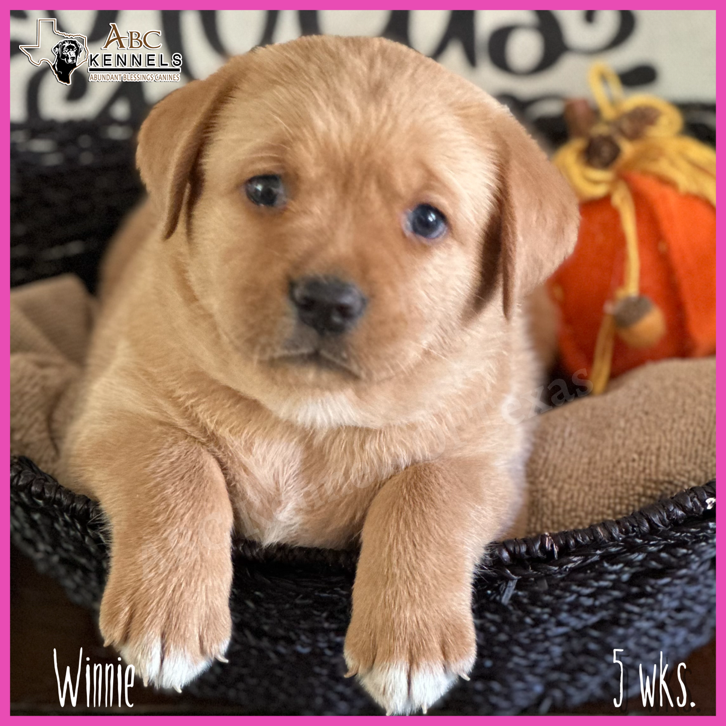 Fox Red Labrador retriever puppy Winnie at 5 weeks old