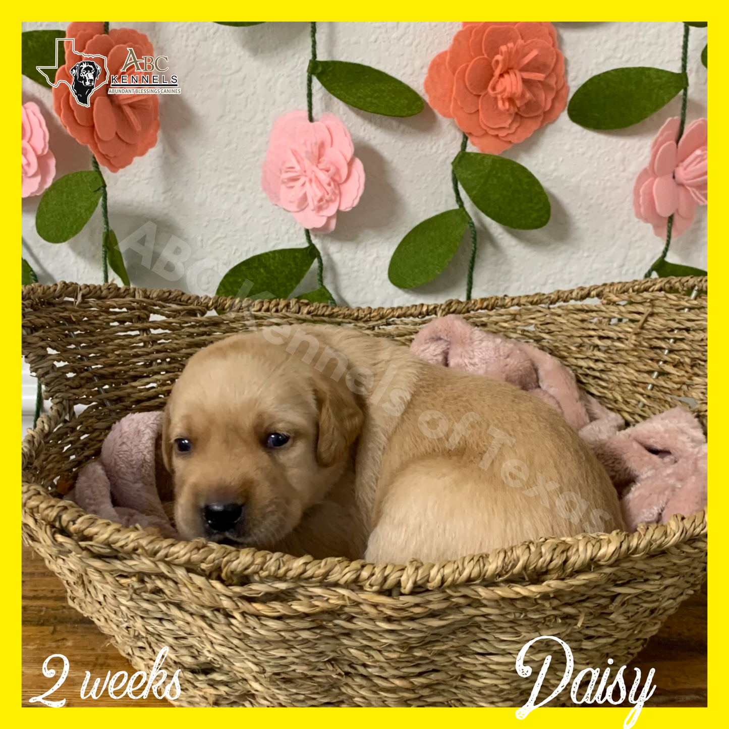Daisy