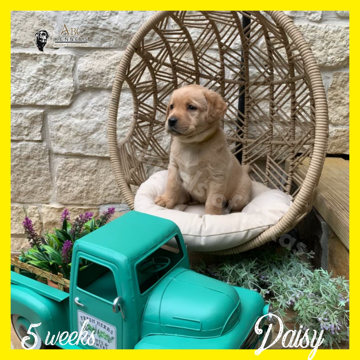 Daisy