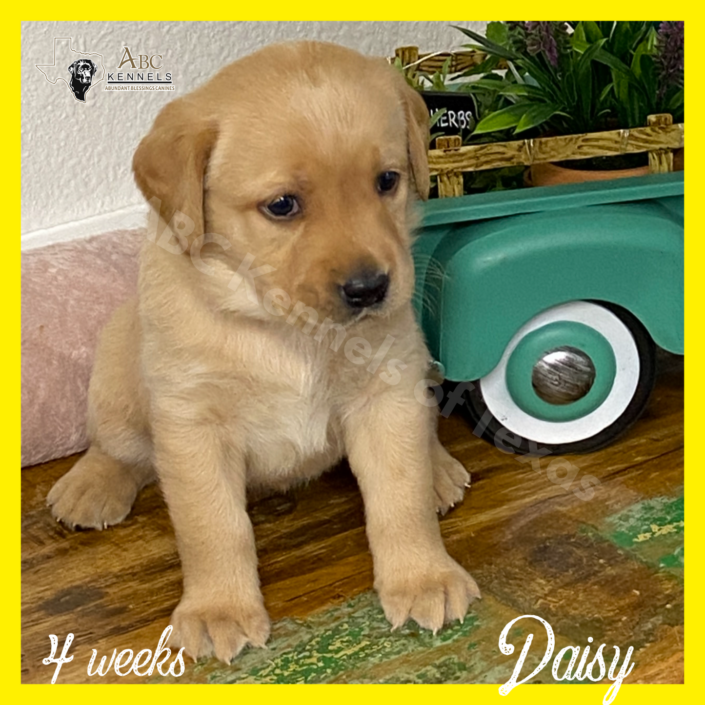Daisy