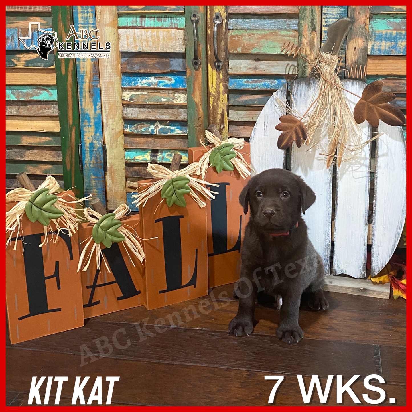 Kit Kat