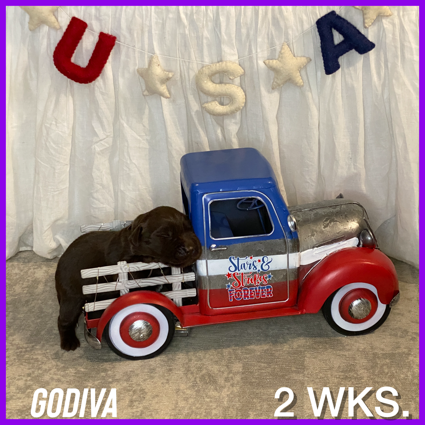 Chocolate Lab Puppy Godiva asleep in a toy truck
