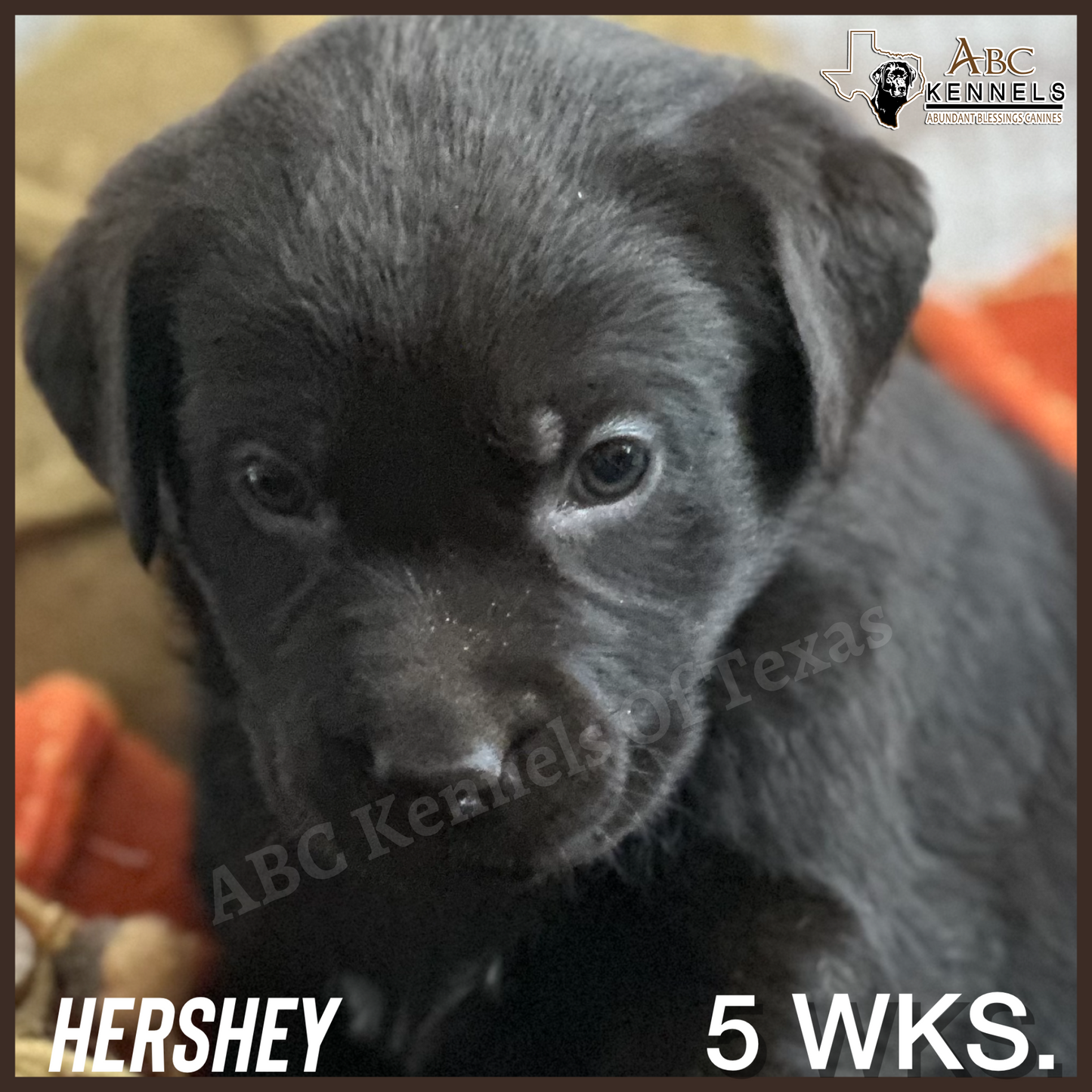 Male Chocolate Lab Puppy Hershey at 5 weeks old