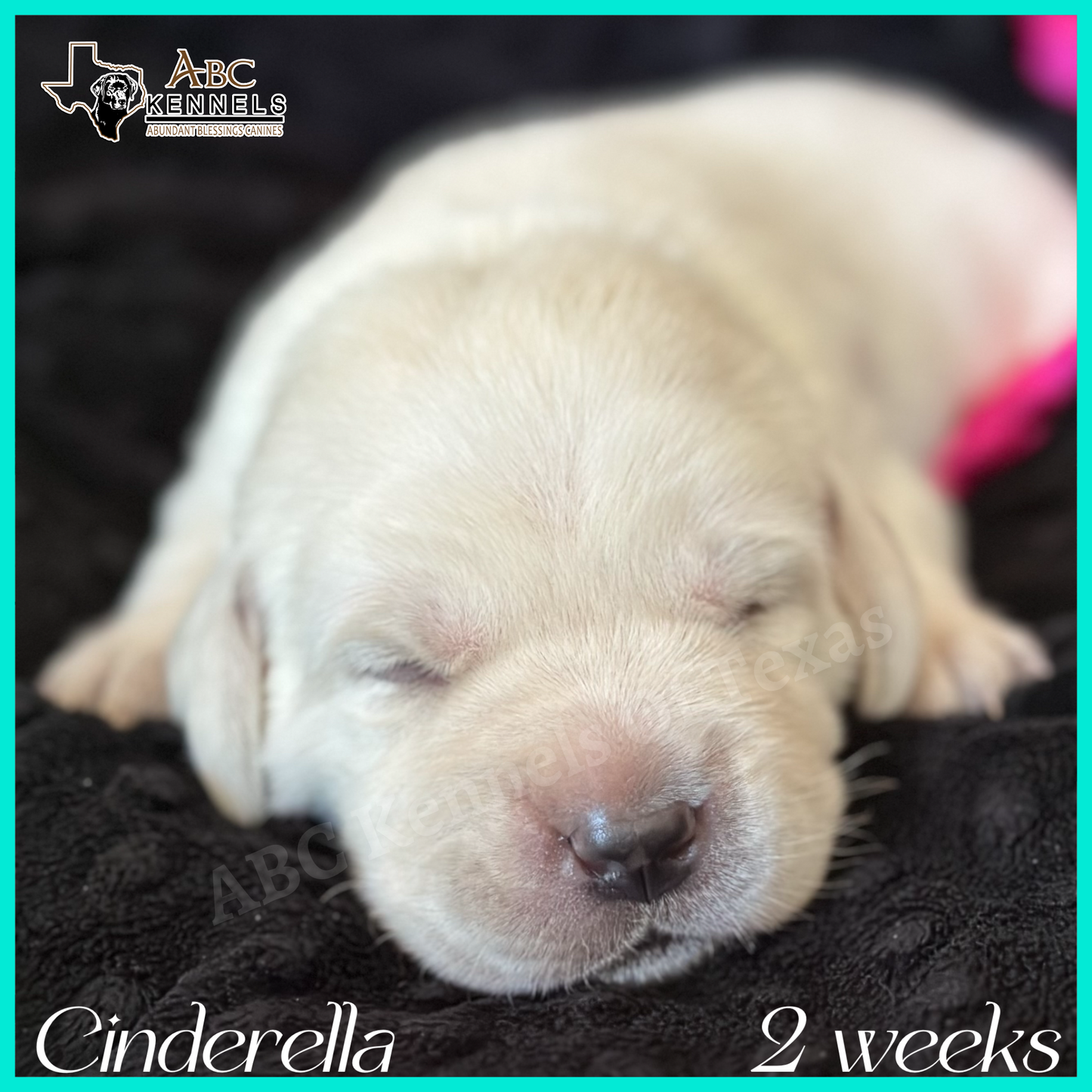 White Lab Cinderella at 2 weeks old