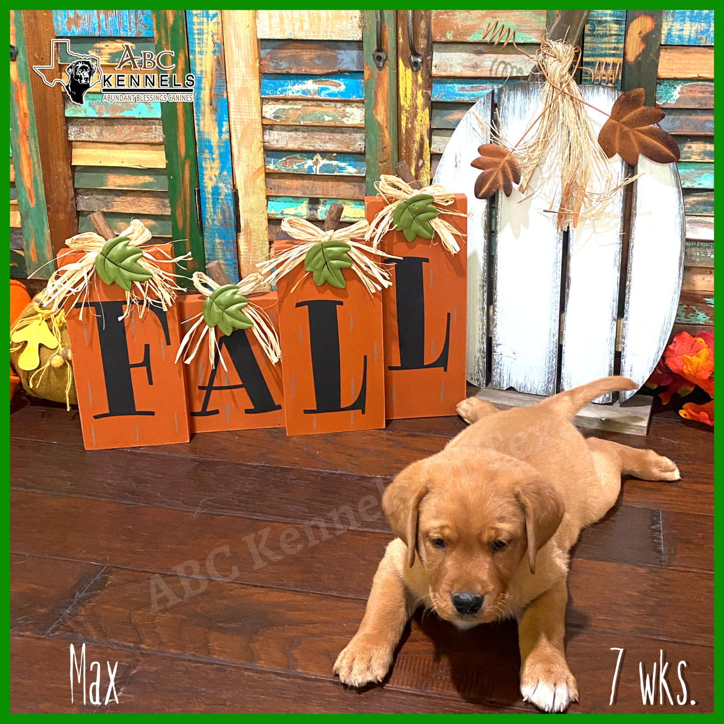 Male Fox Red Labrador Puppy called Max at 7 weeks old