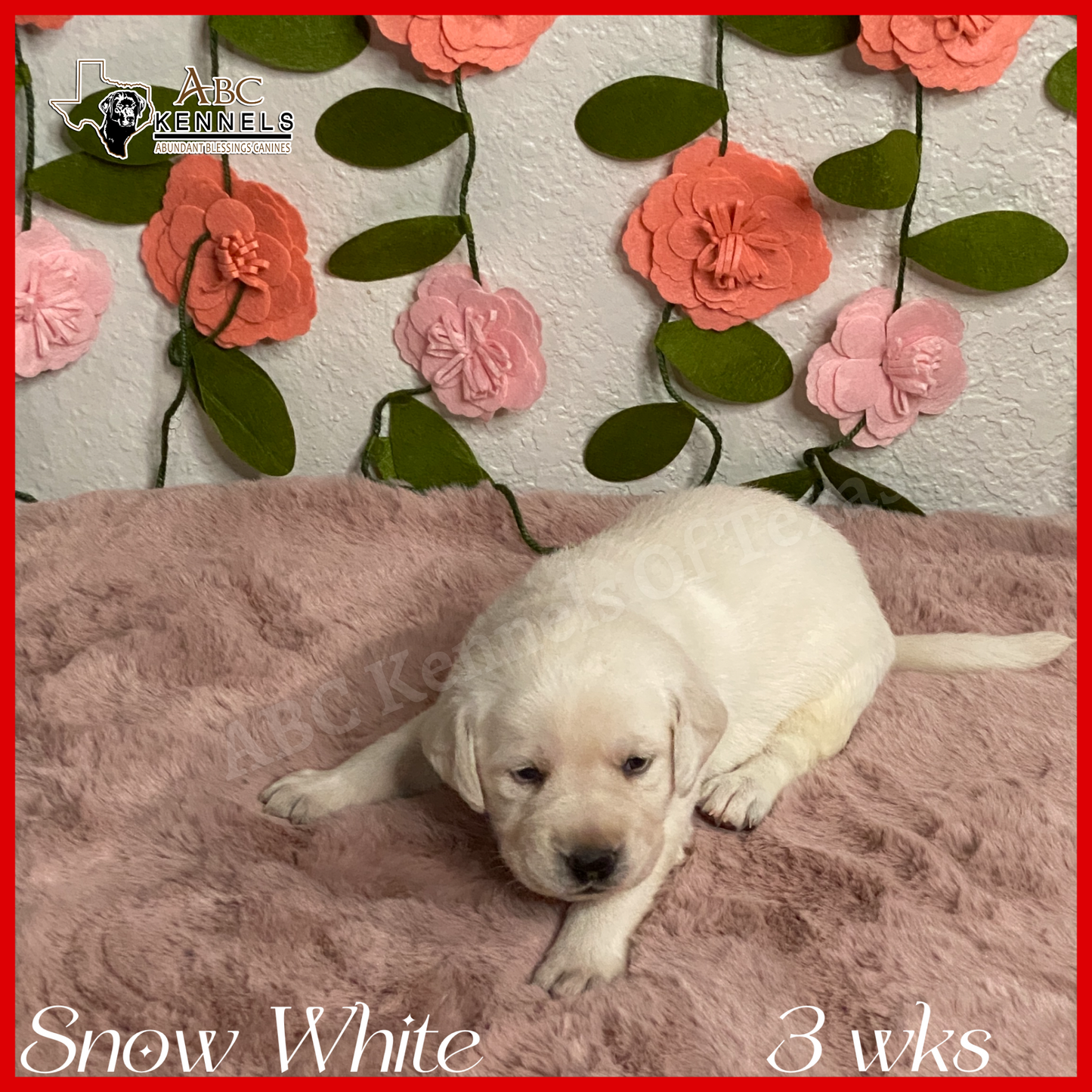 Snow White