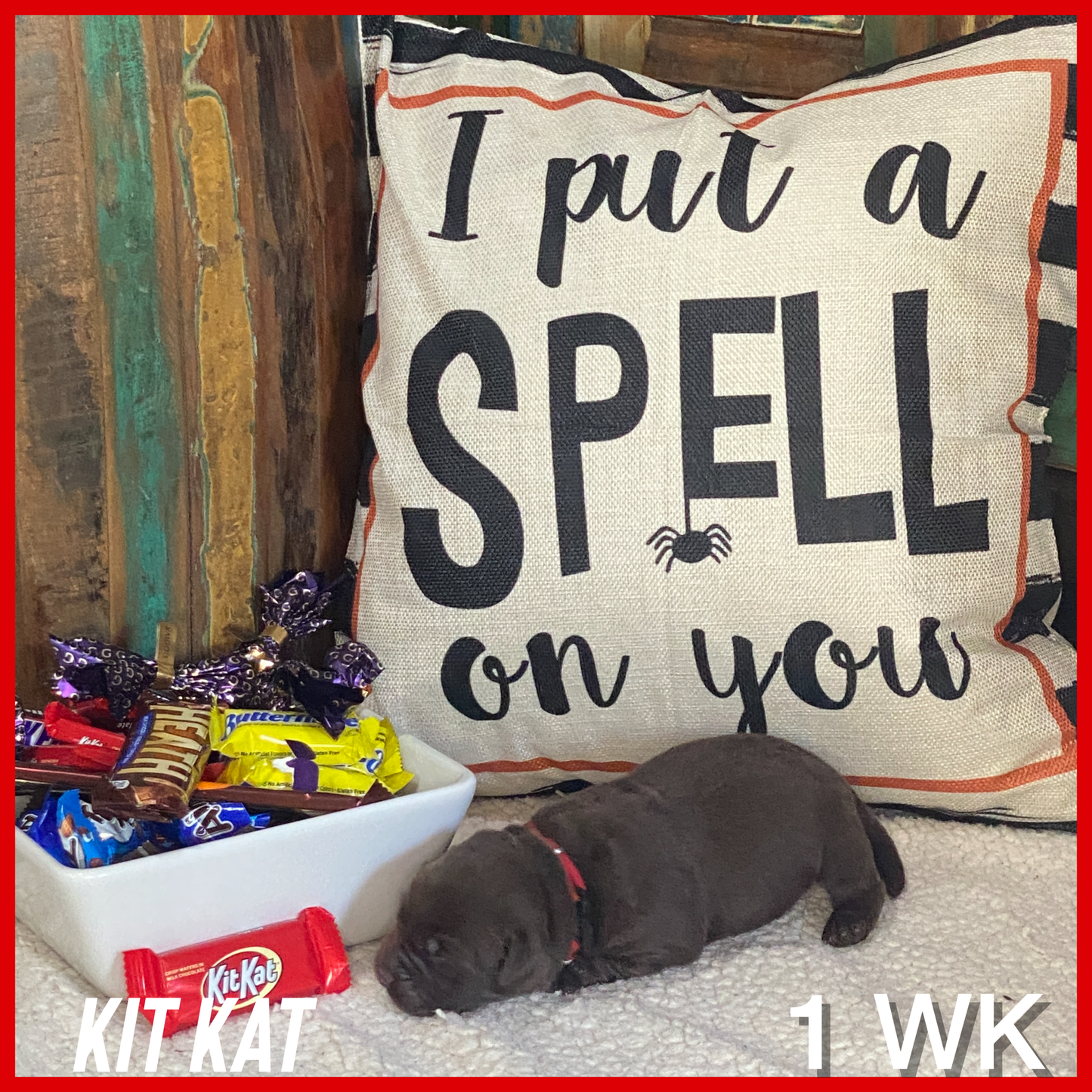 Chocolate Labrador retriever Puppy Kit Kat