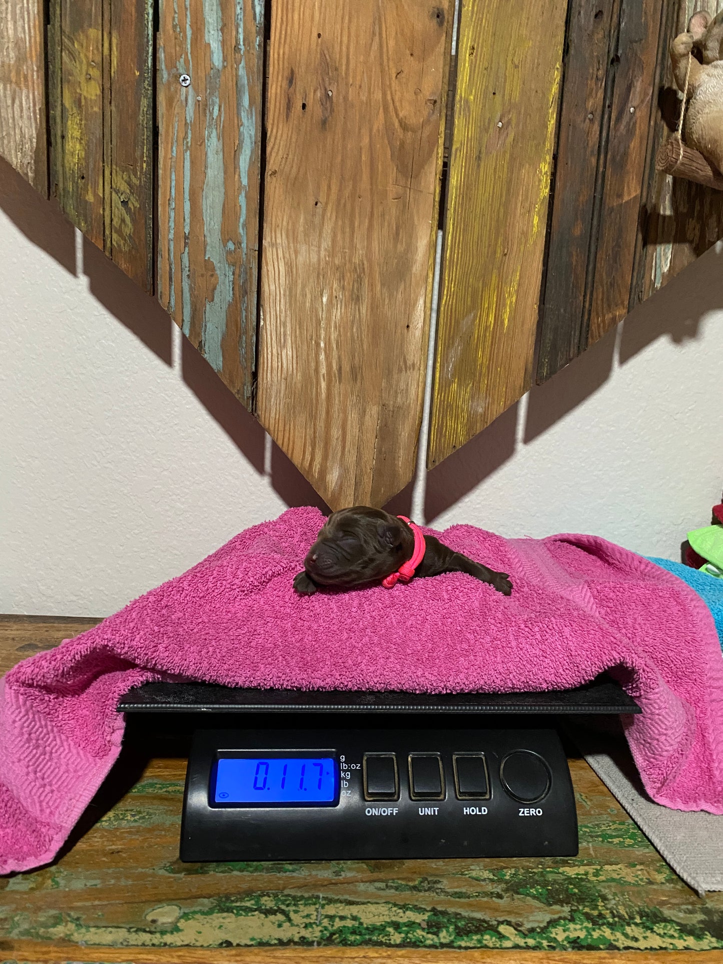 Chocolate Labrador Puppy Twix on the scales