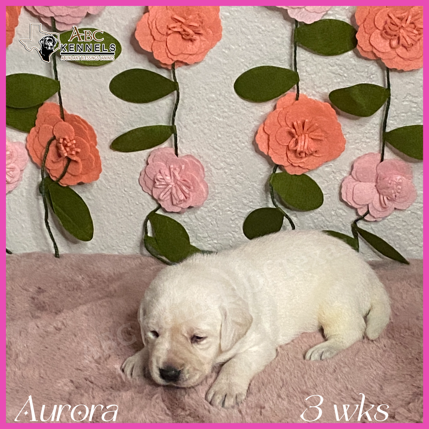 Aurora