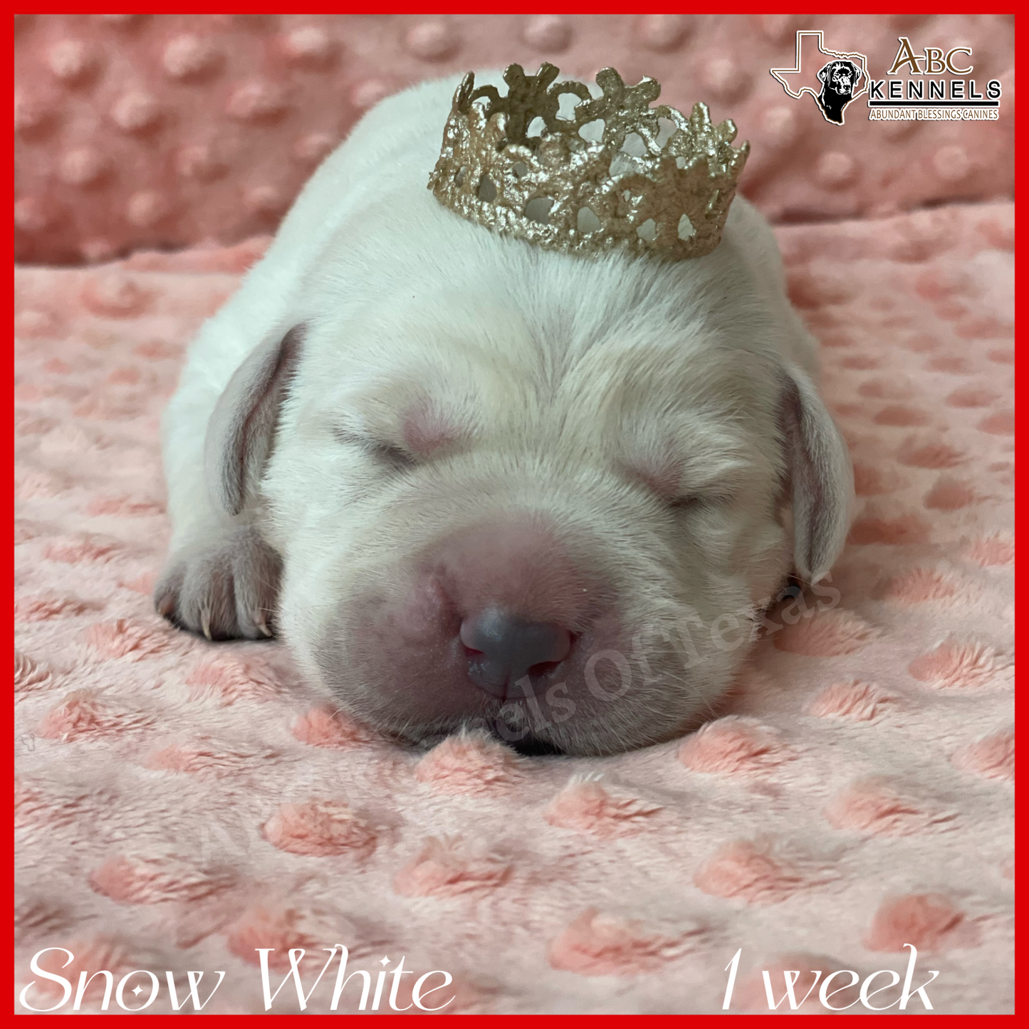 Snow White white Labrador retriever at 1 week old