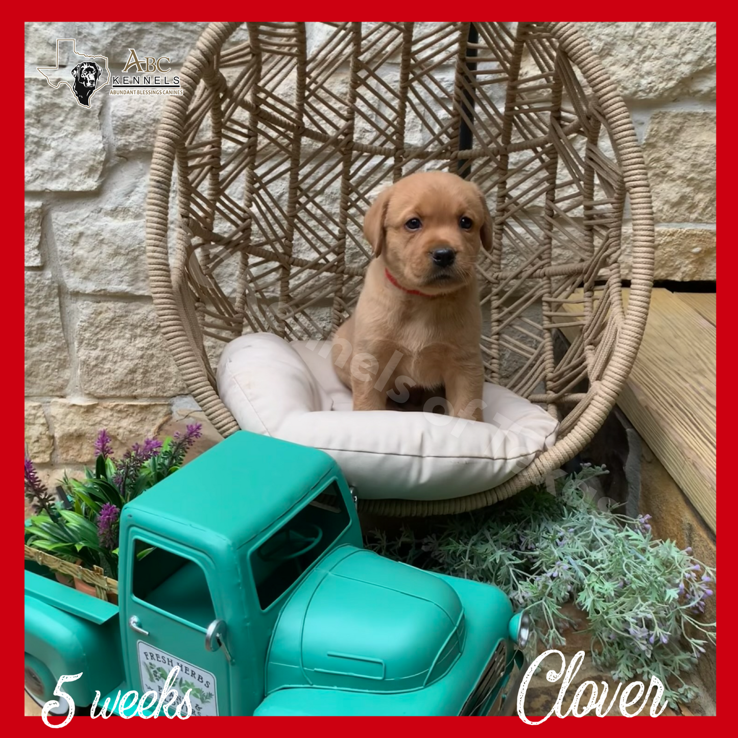 Clover