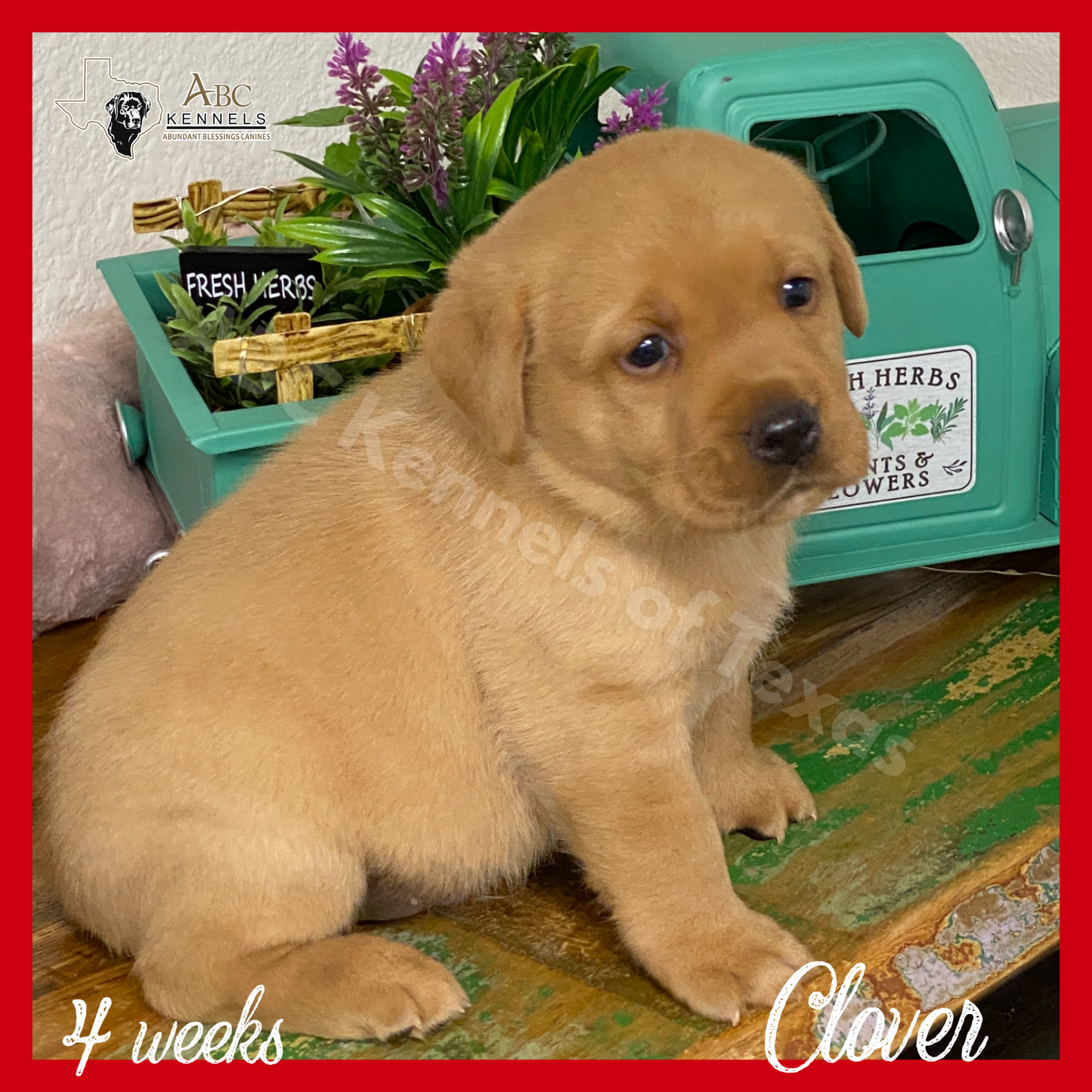 Clover