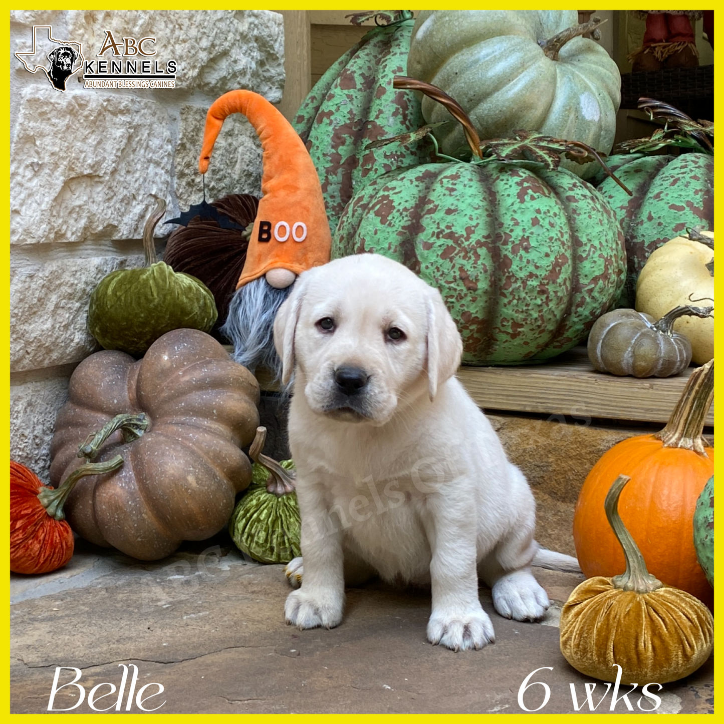Belle
