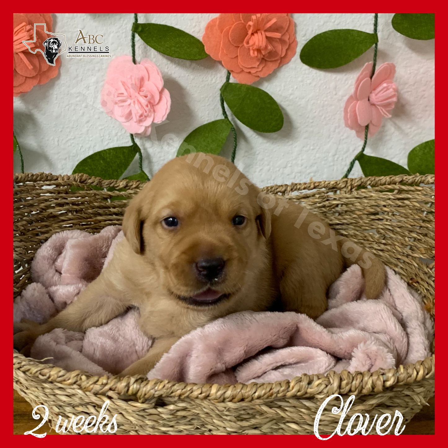 Clover