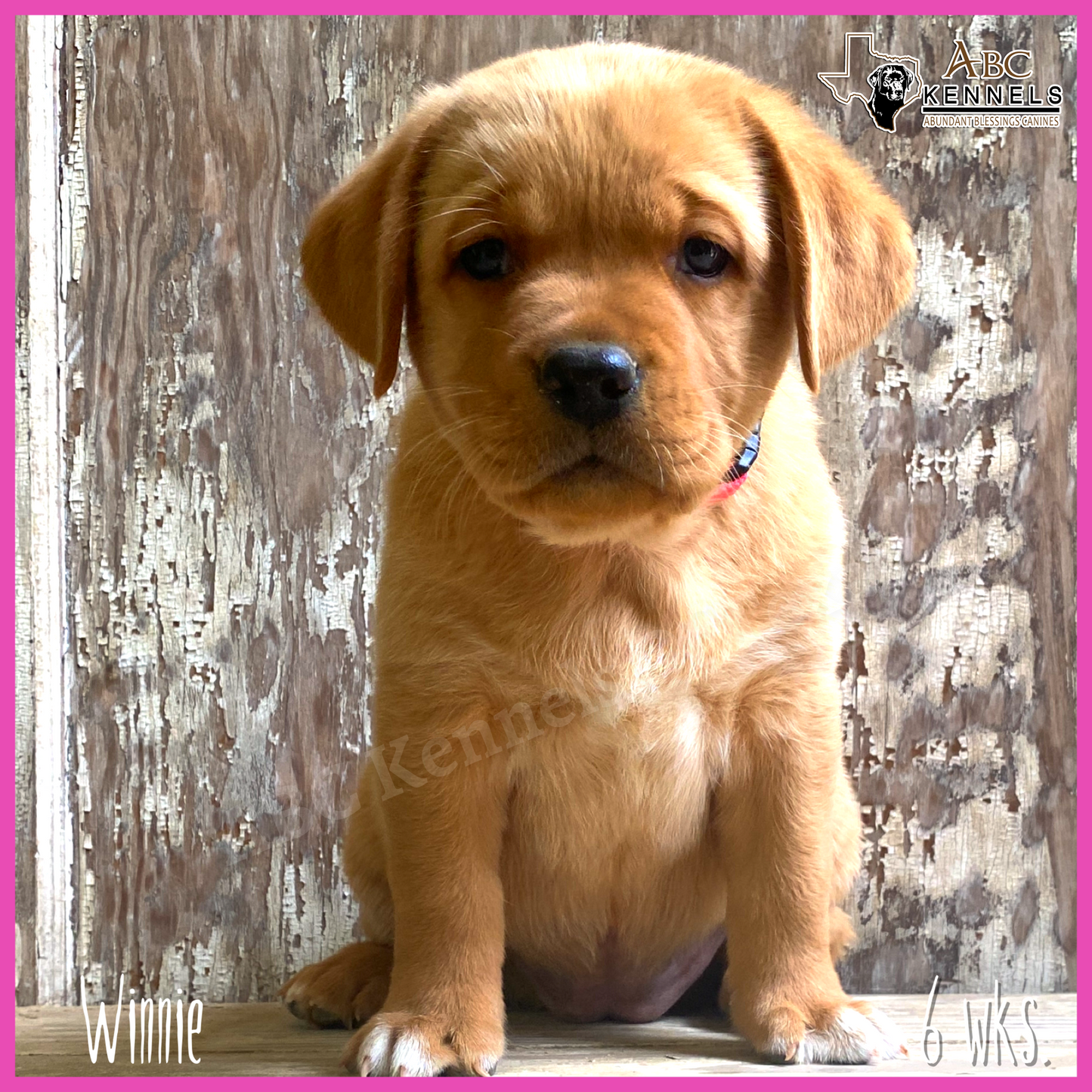 Fox Red Labrador retriever puppy Winnie at 6 weeks old