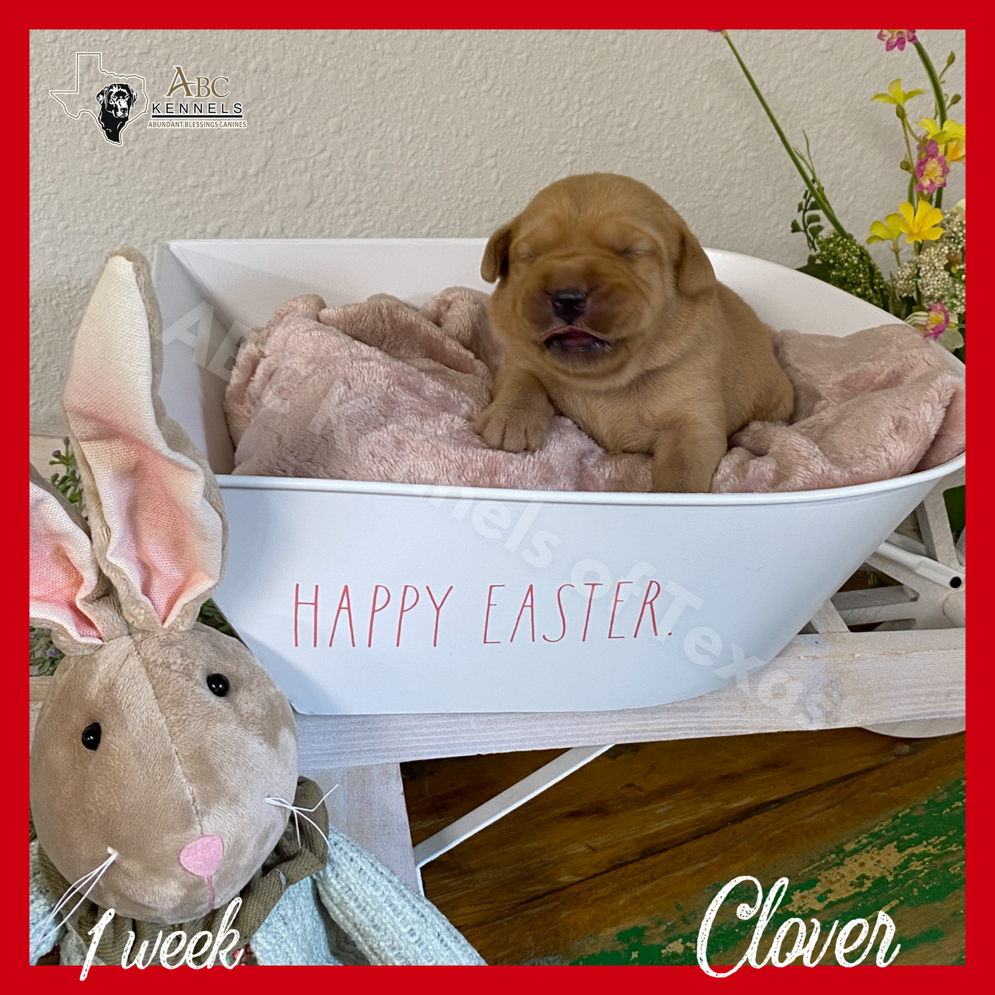 Clover