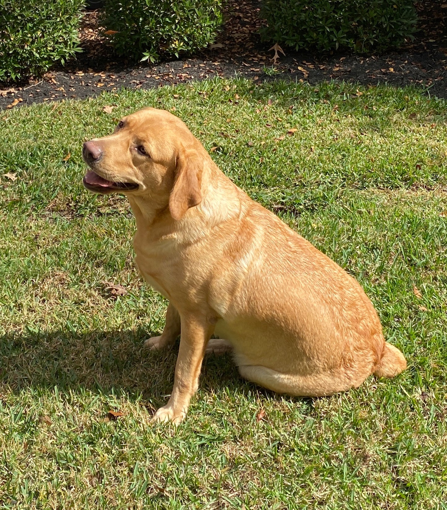 Mabel, a Fox Red English Labrador Breeder dog