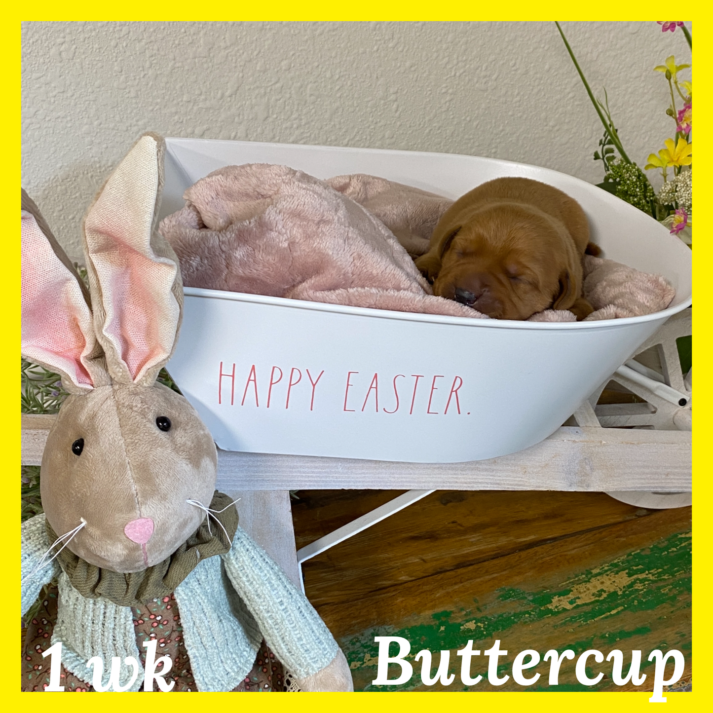 Buttercup