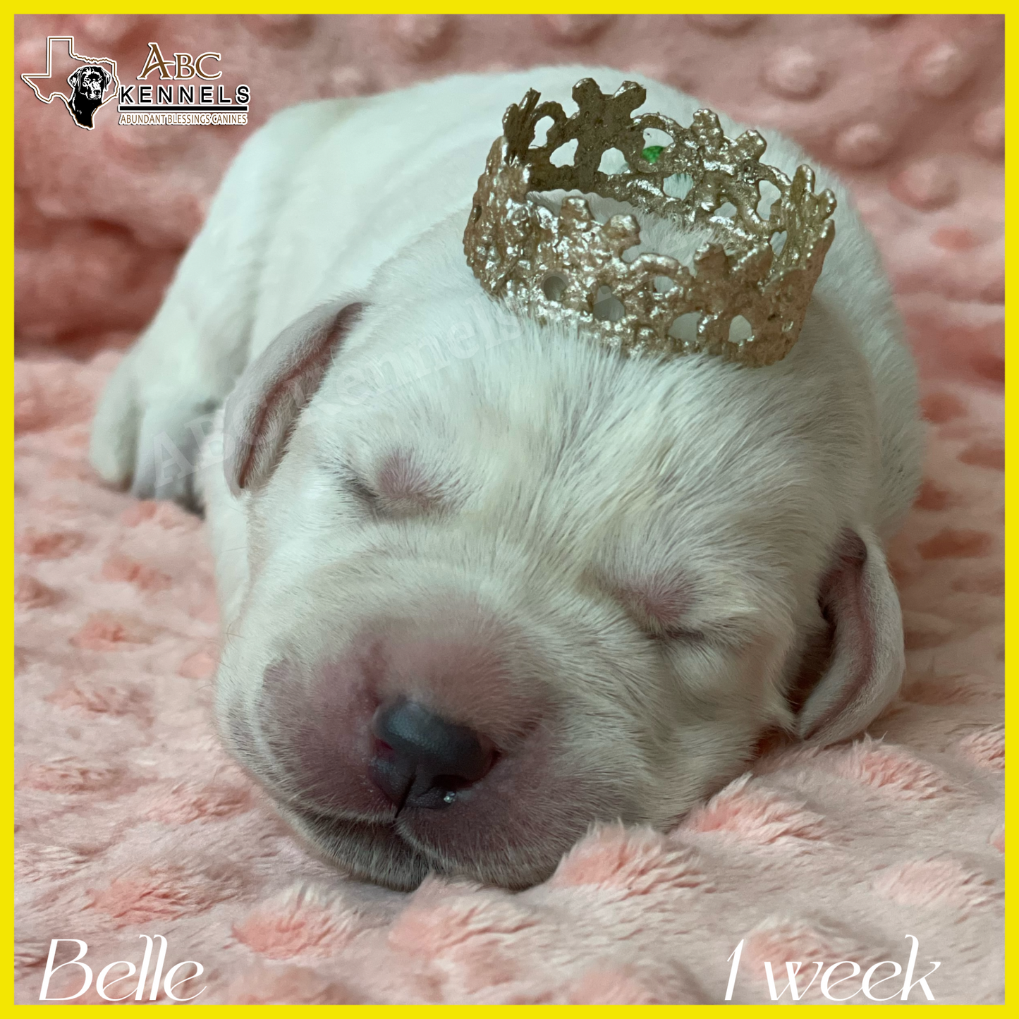 White Labrador Puppy Belle one week old