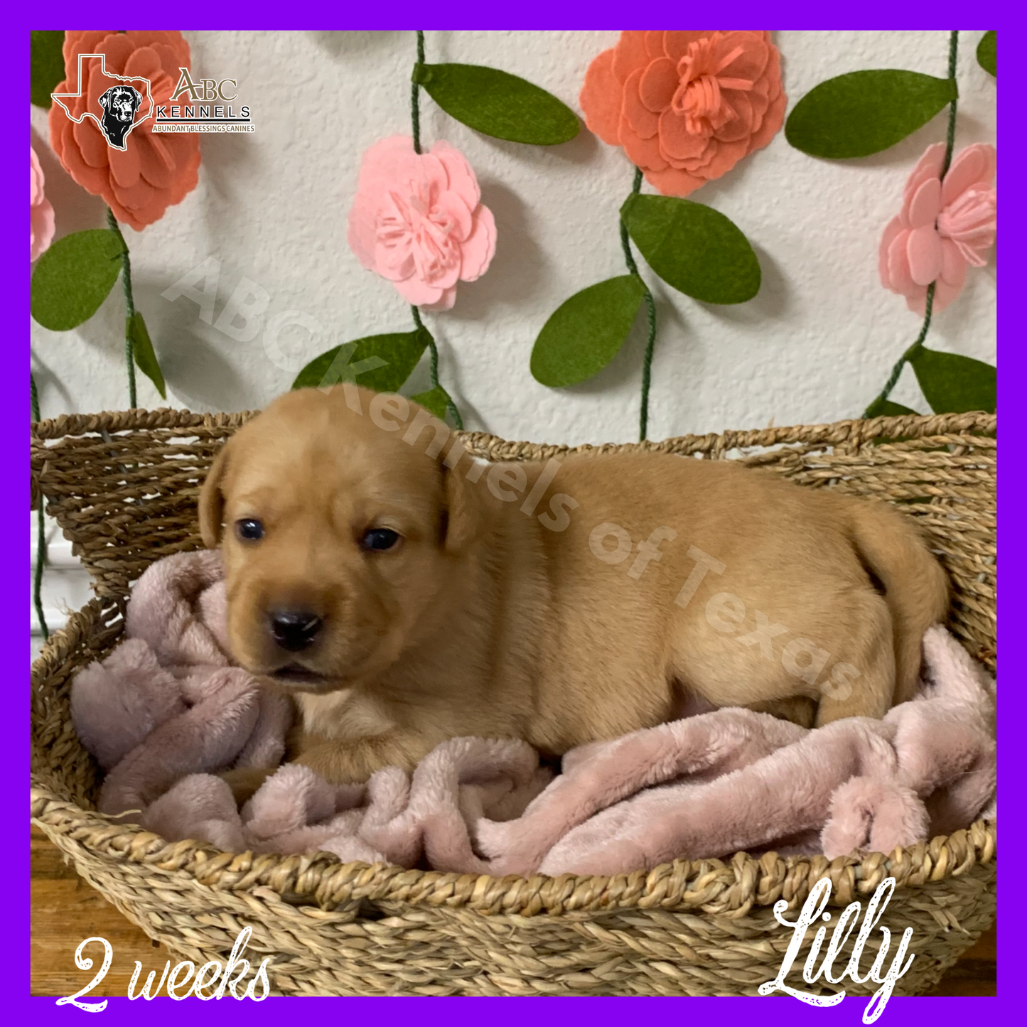 Lilly
