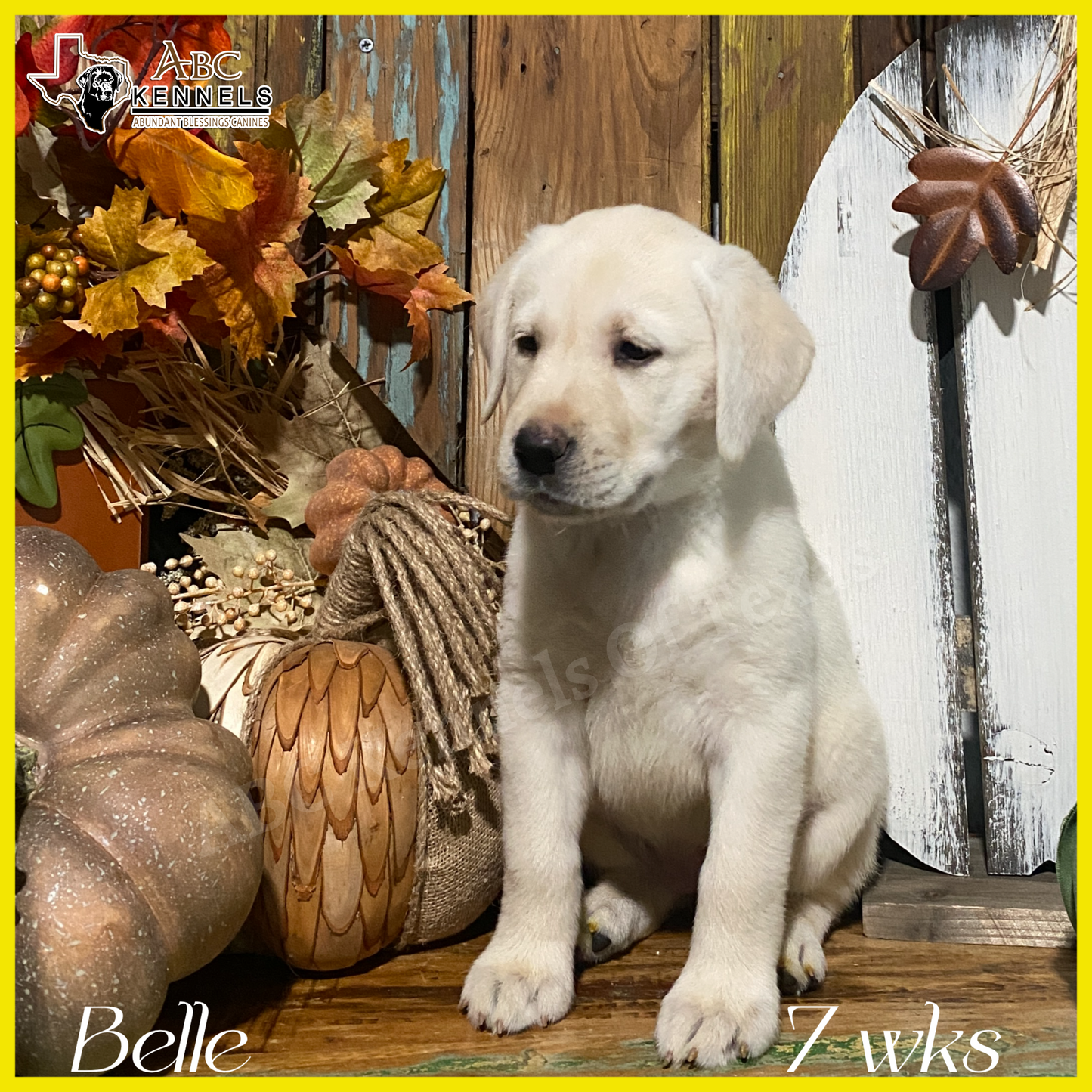 Belle