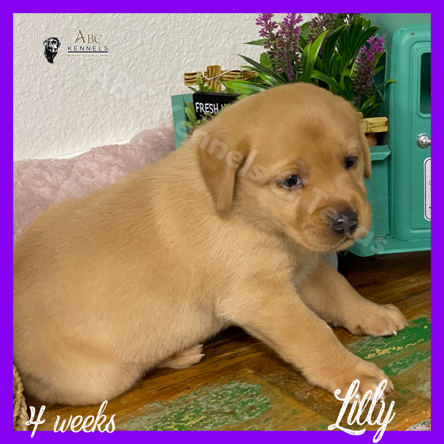 Lilly