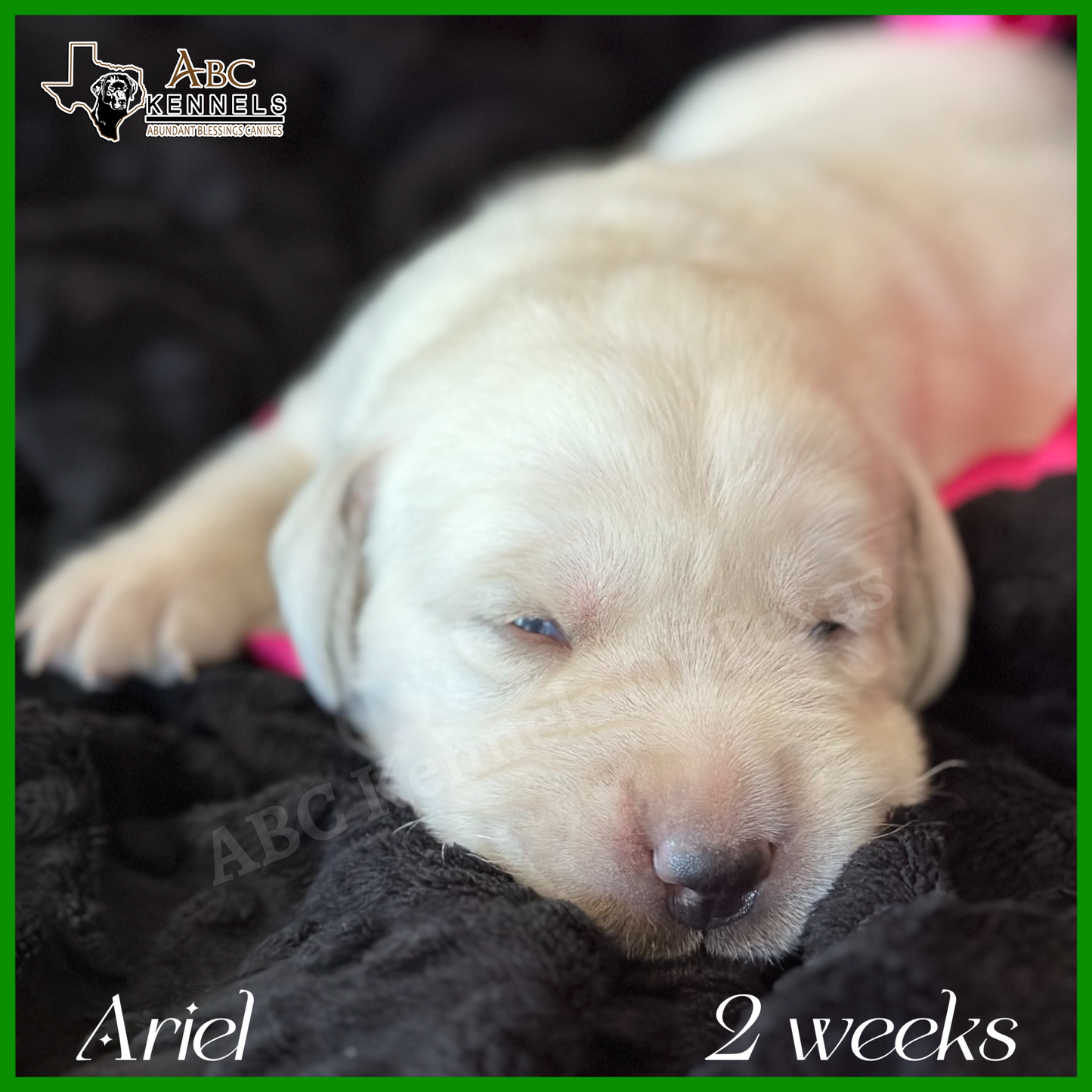 White Labrador puppy Ariel being happy and lazy