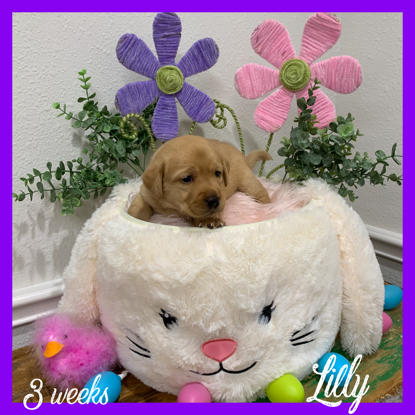 Lilly