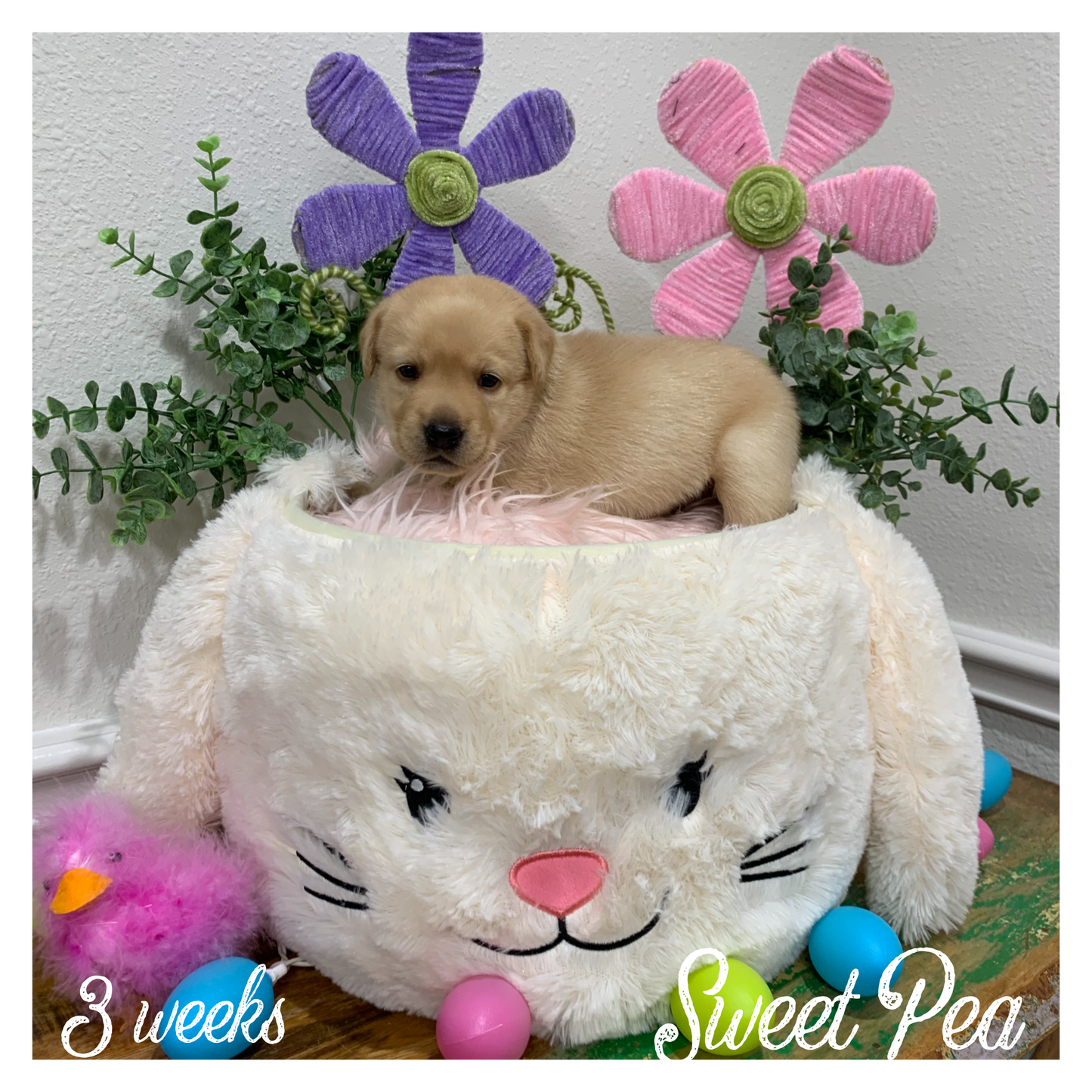 Sweet Pea