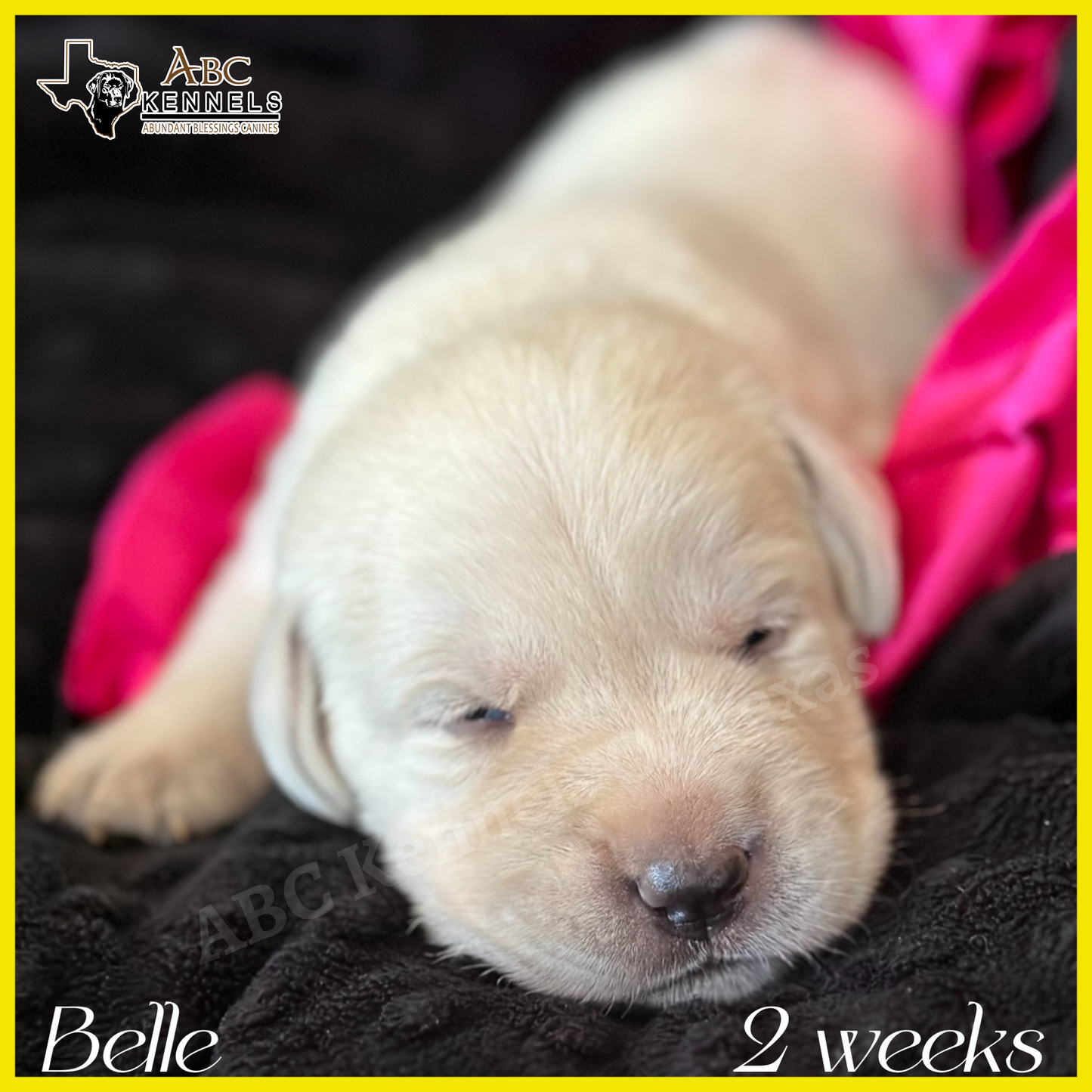 White Labrador Puppy Belle snoozing off mommy's milk