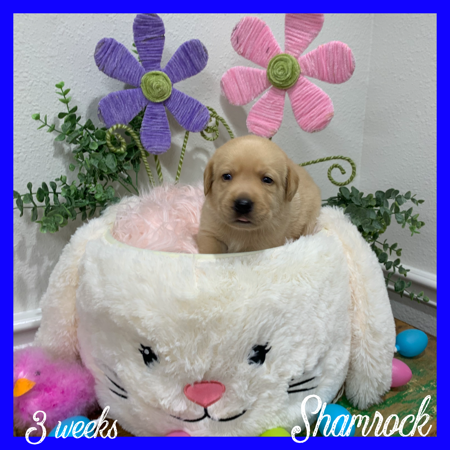 Shamrock