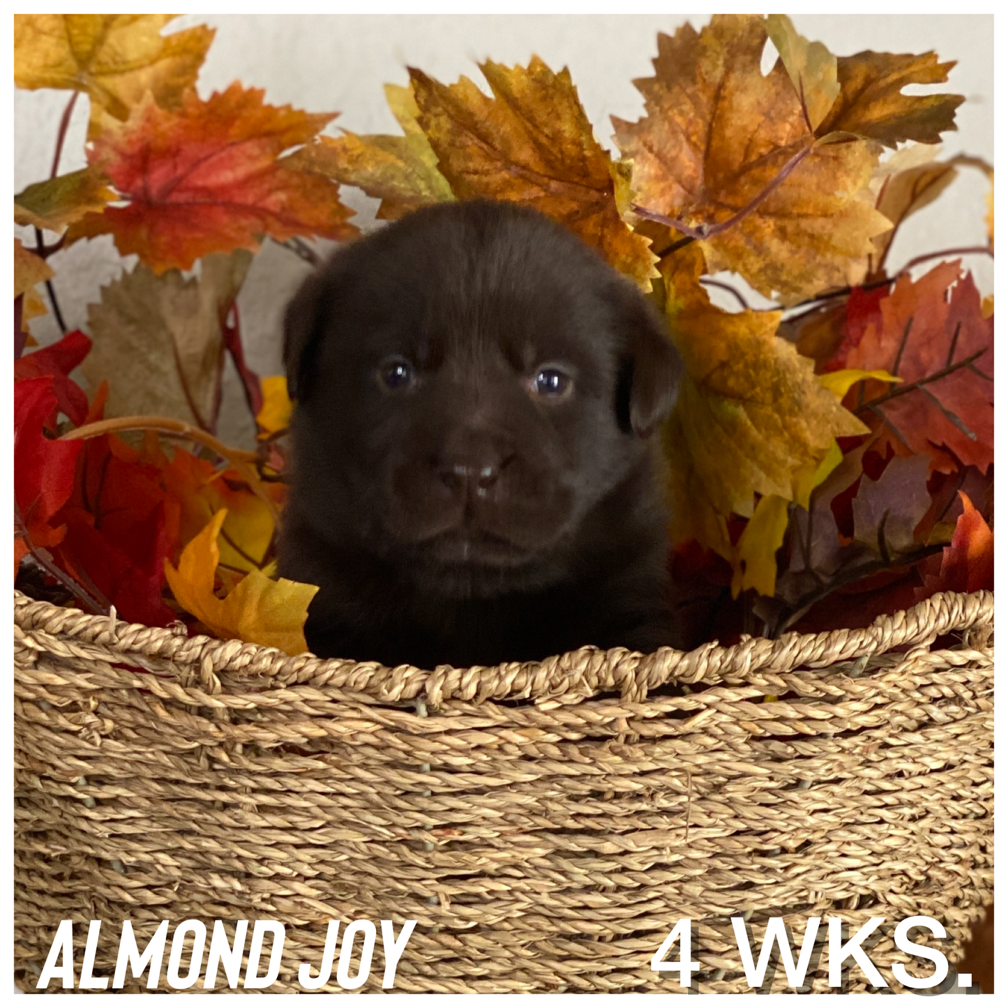 Almond Joy