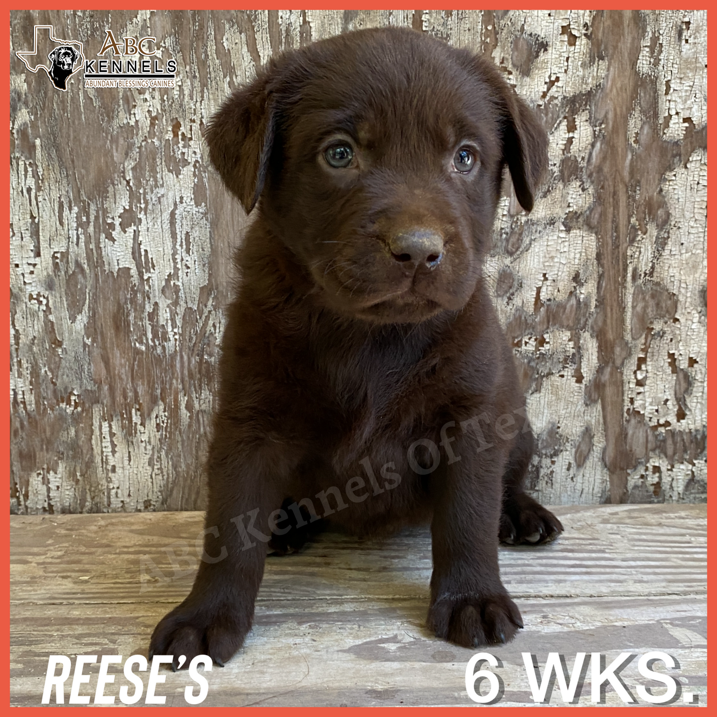 Reese's