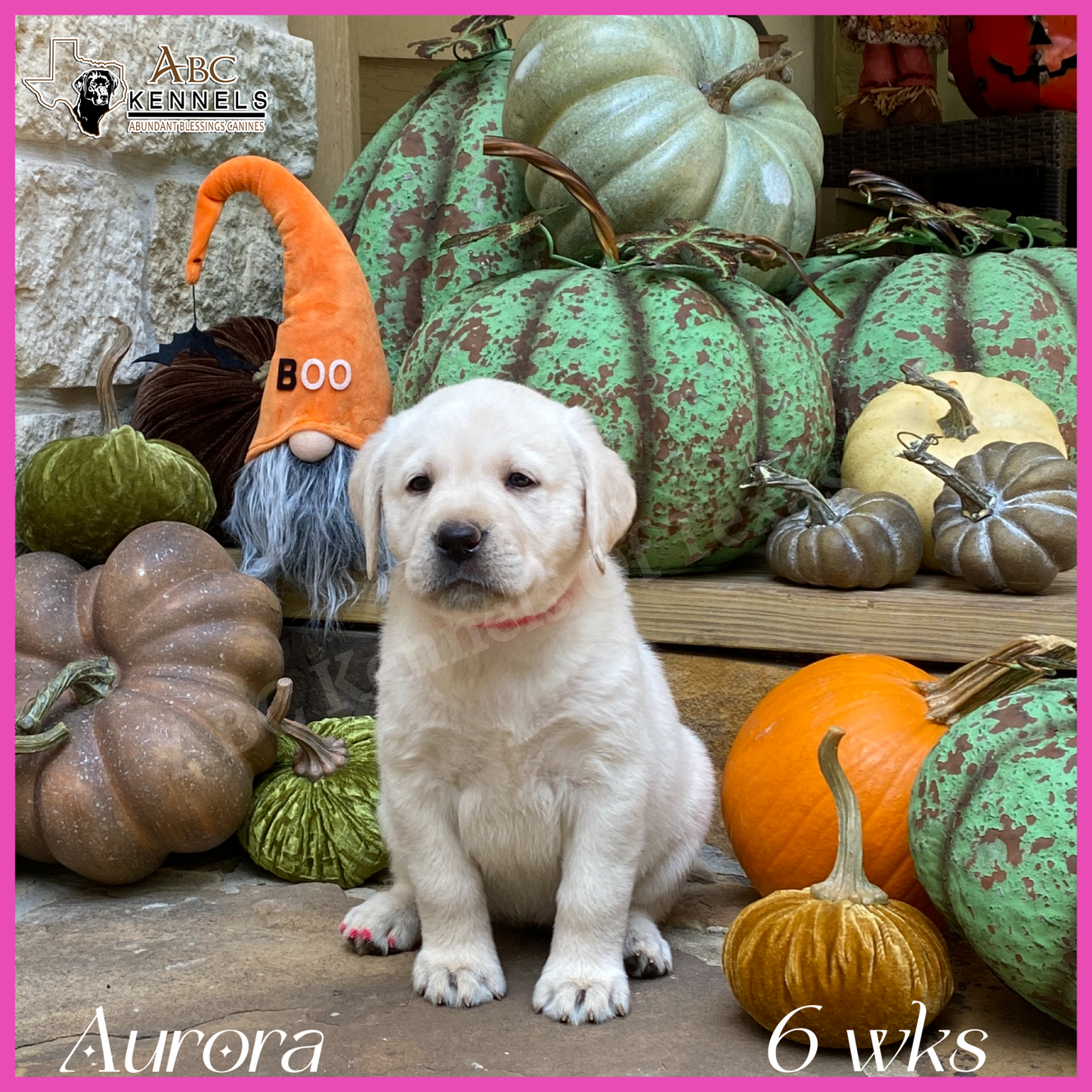 Aurora