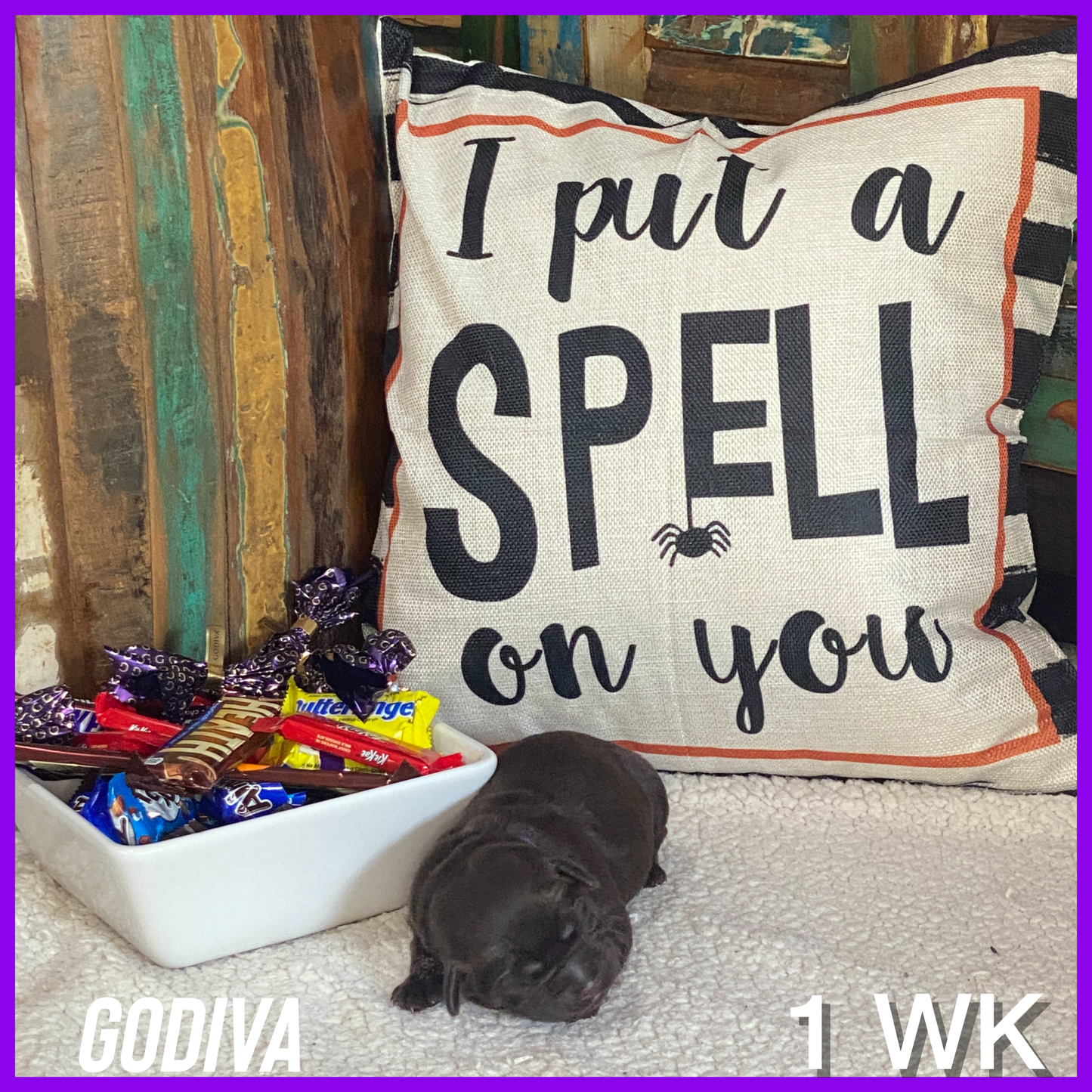 Chocolate Lab Puppy Godiva at 1 week old