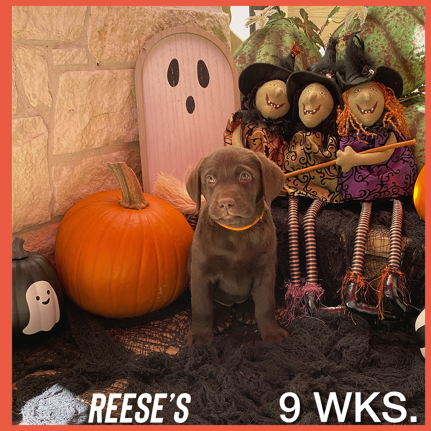 Reese's
