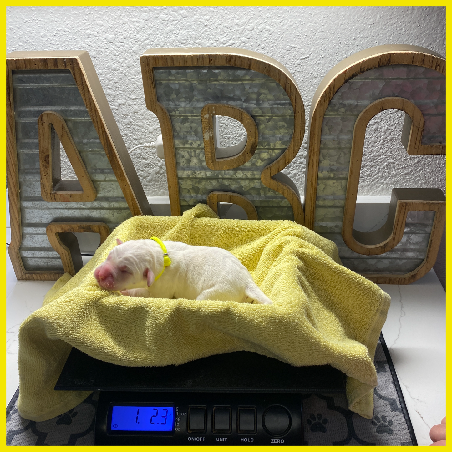 White Labrador Puppy Belle on the scale