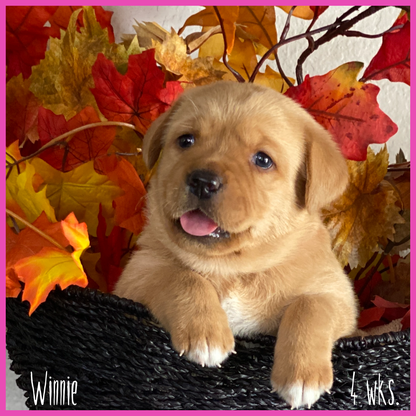 Fox Red Labrador retriever puppy Winnie at 4 weeks old