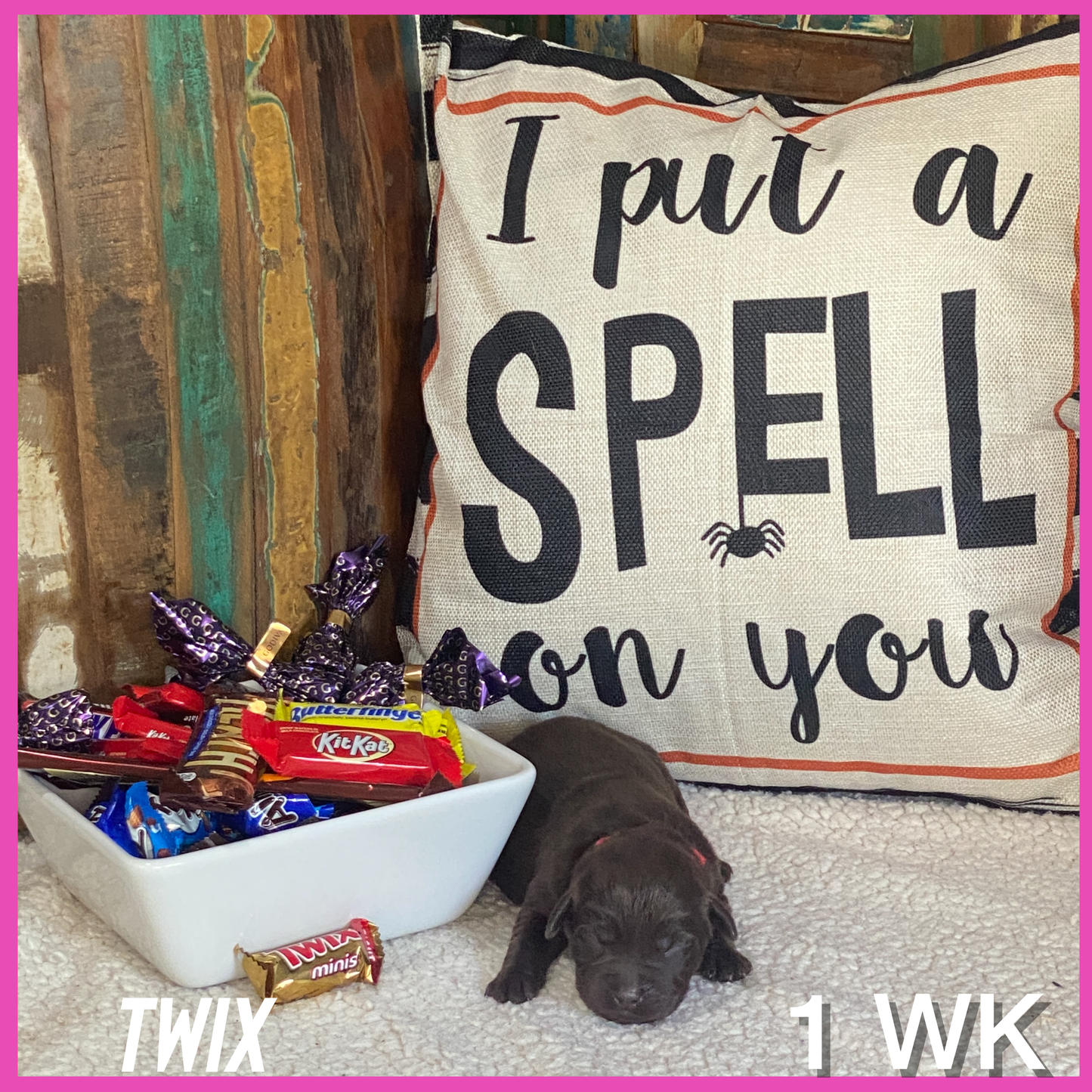 Chocolate Labrador Puppy Twix at15 week old