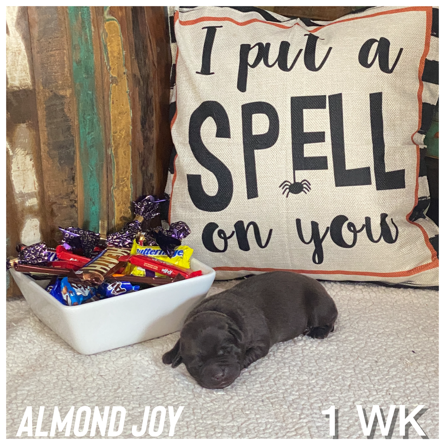 Picture of Chocolate Labrador puppy Almond Joy