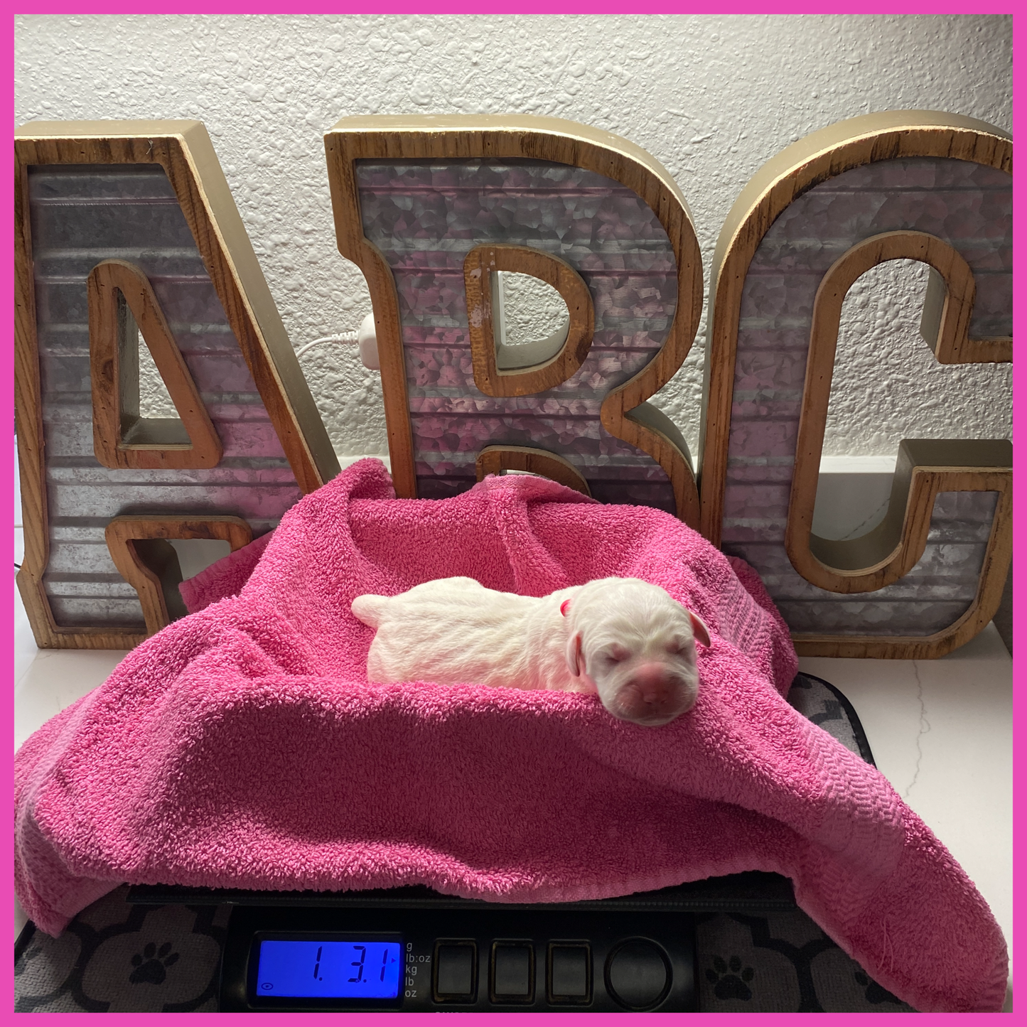 White Labrador Puppy Aurora on the scale