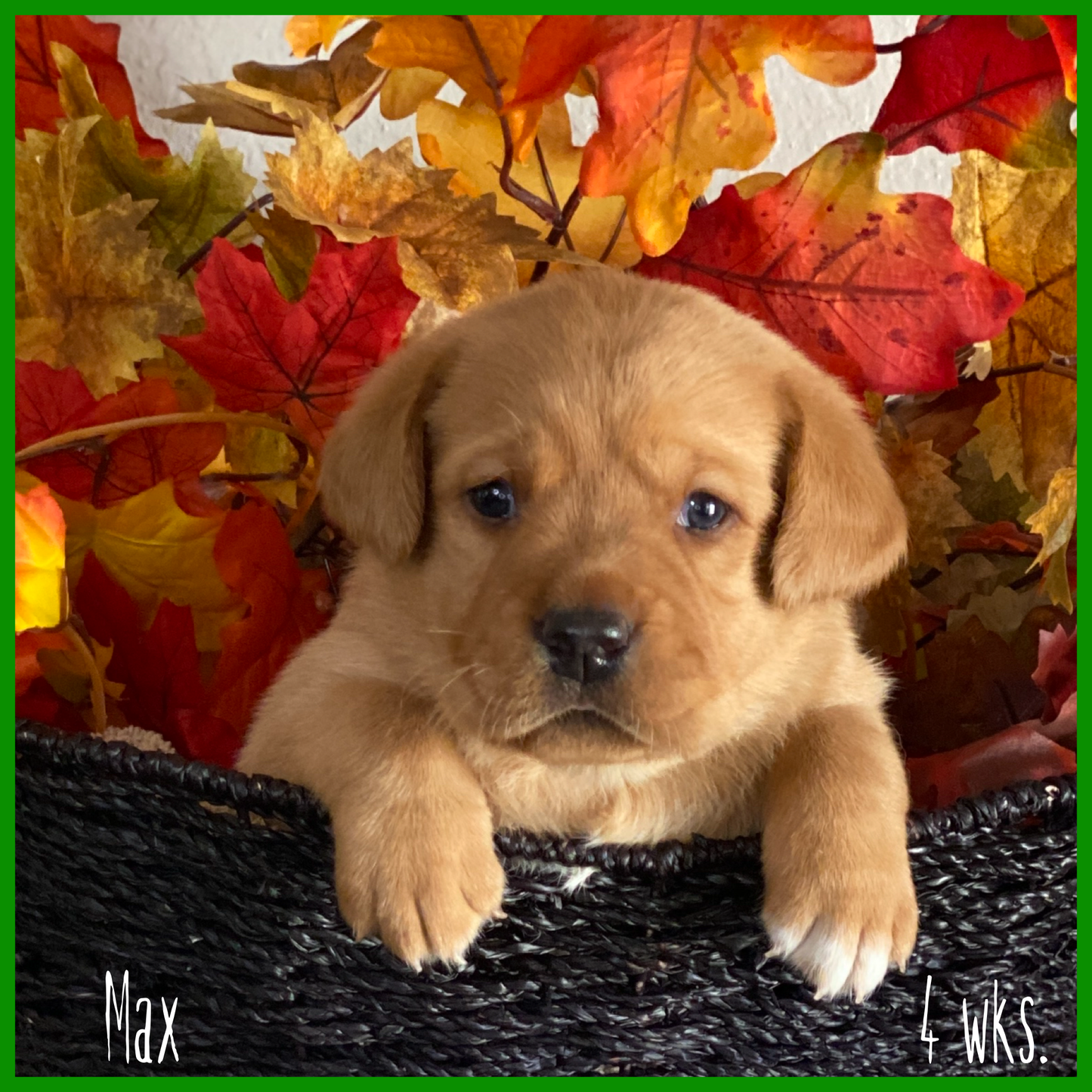 Male Fox Red Labrador Puppy called Max at 4 weeks old