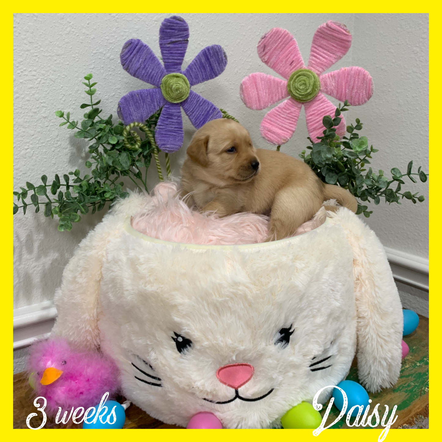 Daisy