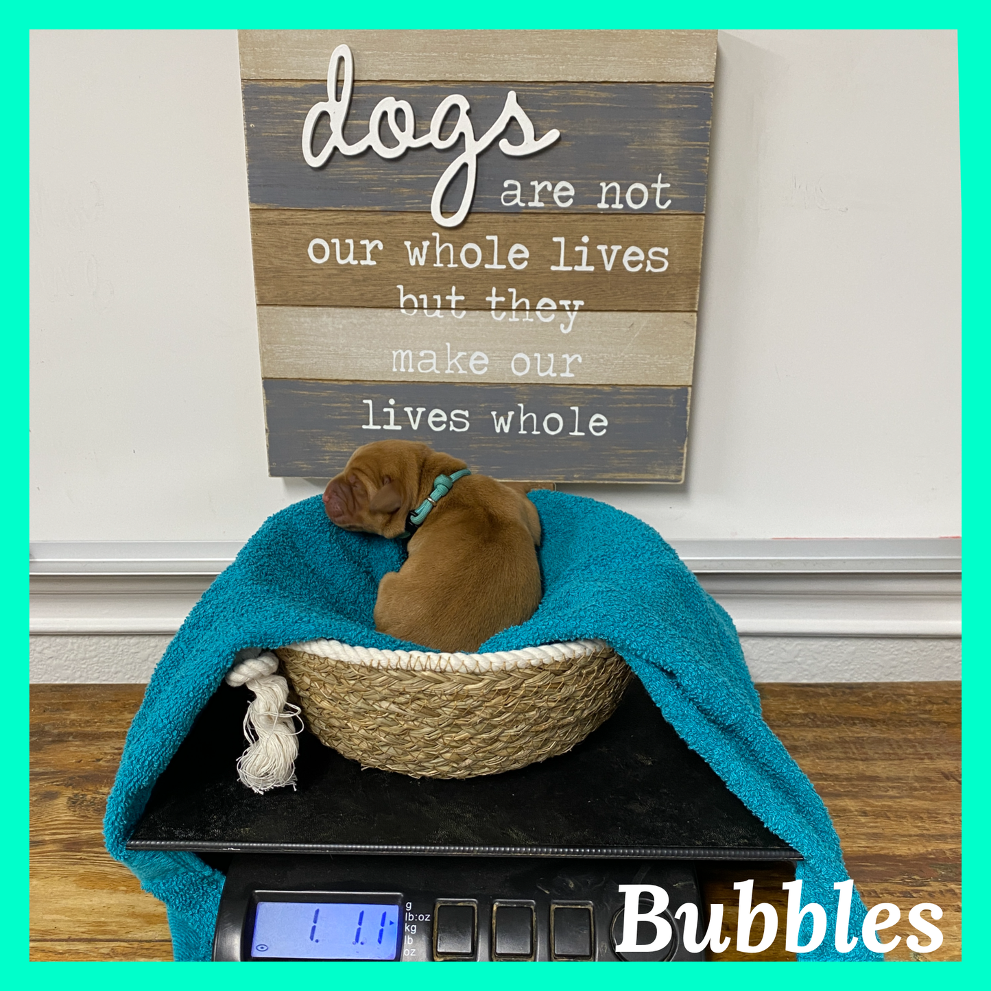 Bubbles