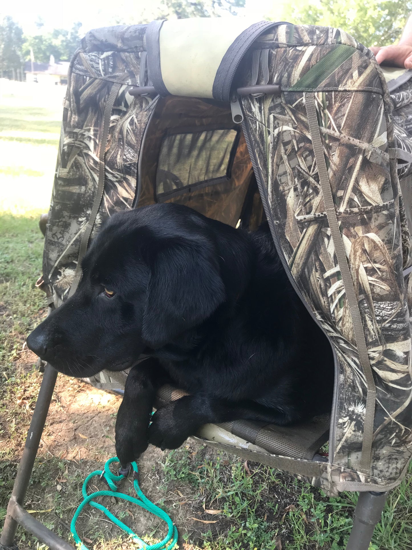 Black Labrador breeder dog named AMMO
