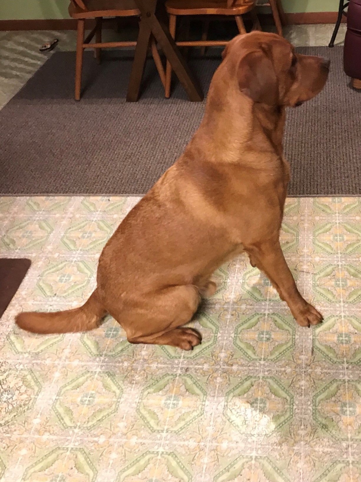 Fox Red Labrador Breeder Dog Mera